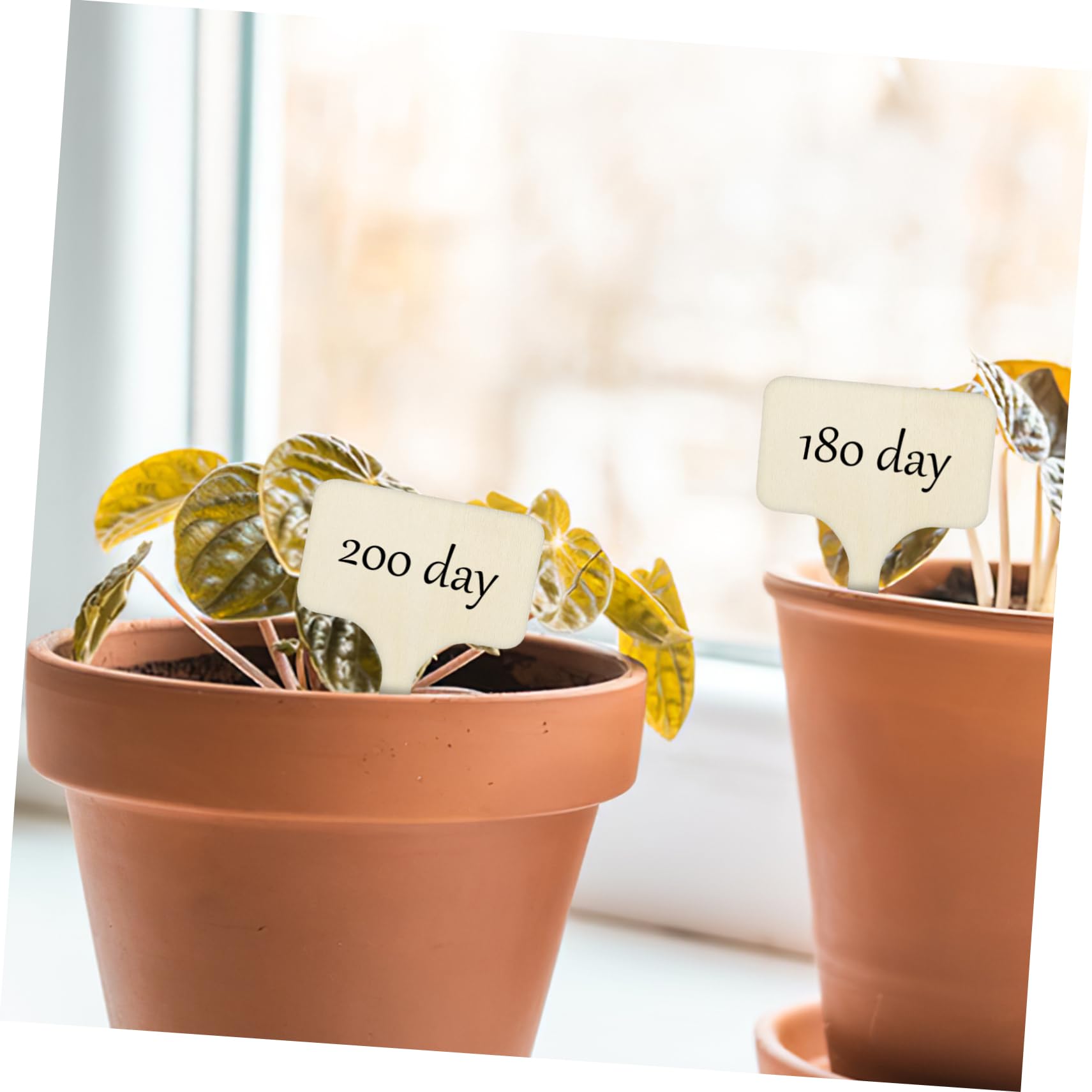 BESPORTBLE Lot De 5 Étiquettes De Jardin En Bois Pour Plantes Marqueurs De Plantes Lisses Et Polyvalents Pour Plantes Dintérieur Et Dextérieur 50 Pièces X 5