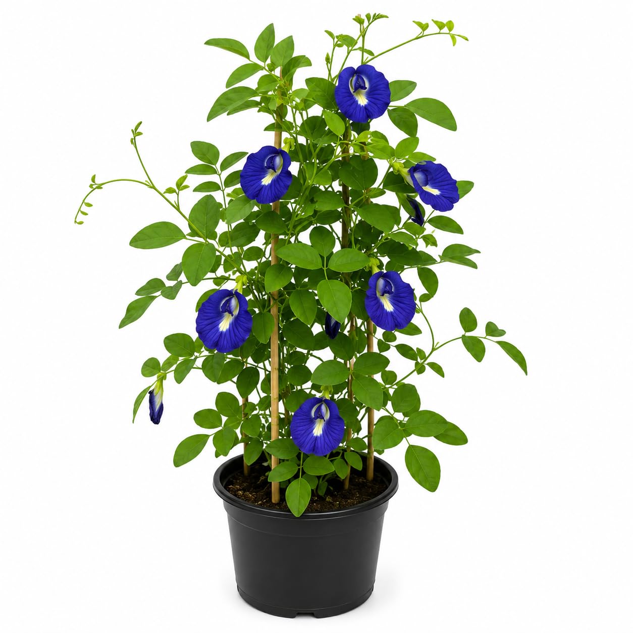 UGAOO Bharat Aparajita Butterfly Pea Live Plant Blue Flowering | Climbing Plant, Indoor & Outdoor, Balcony & Garden, Home Decor Plant-image-15