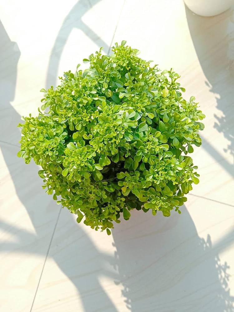 Bonsai Table Kamini tree house plant Bushy-image-31