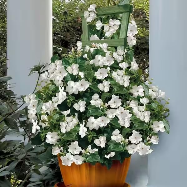 Miniatura 3 de Jazmín árabe (Jasminum Sambac) - Planta viva, fragante, en floración, planta decorativa para interiorexterior (4 bolsas de Jazmín árabe)