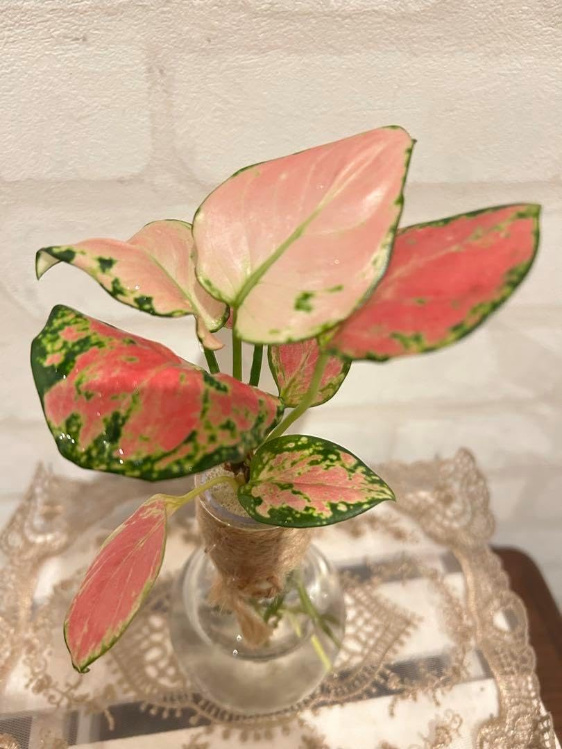 アグラオネマ水耕栽培