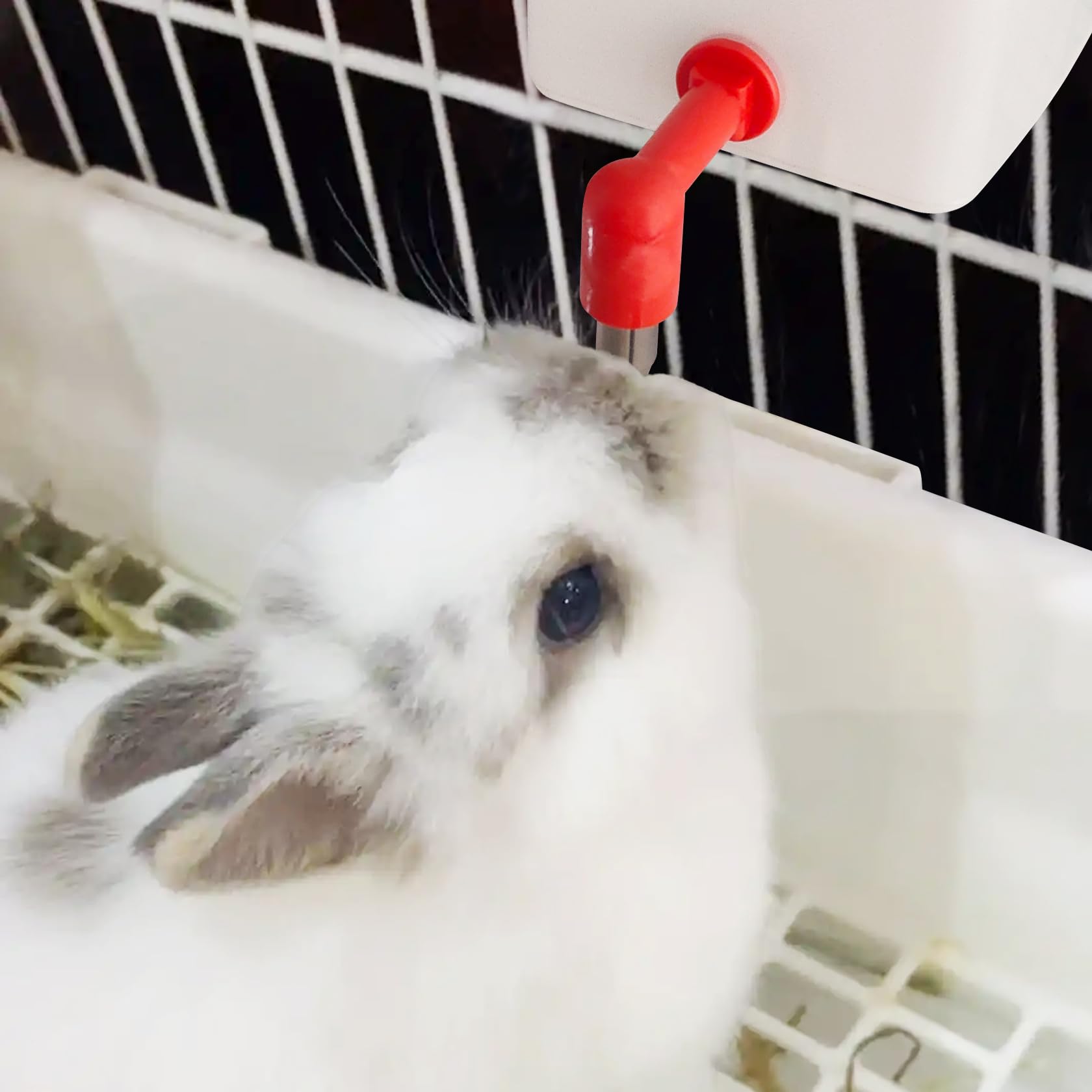 1L Water Bottles for Rabbits, Ferrets, Guinea Pigs Non Drip Hanging Rabbit Water Bottle for Small Animal (Orange, 1)