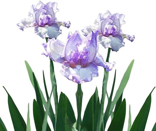 Miniatura 6 de Easy to Grow Bulbos de plantas con iris barbudo "His Royal Highness", rizomas (paquete de 9), flores moradas en jardines de otoño y primavera