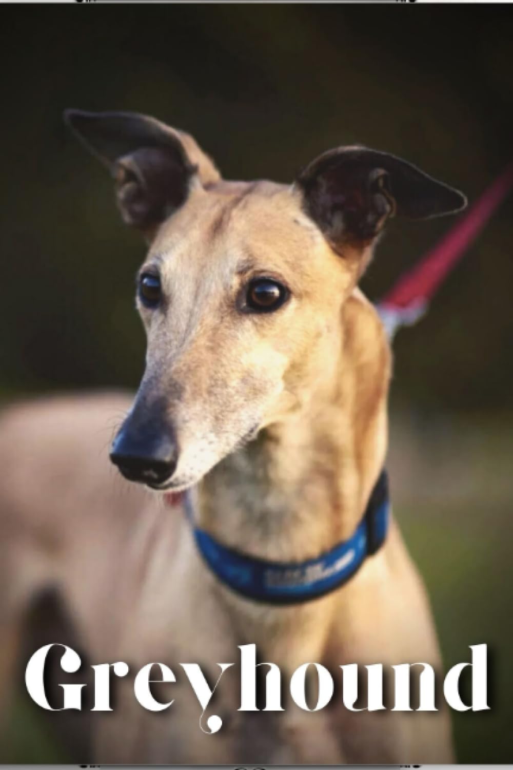 Greyhound: Dog breed overview and guide