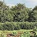 Maschendraht-Gartenzaun mit Bodenhülsen, 1,6 x 25 m, Metall, Tiergehege, für den Außenbereich, Gitterplatten für Teiche, sicherer Außenbereich, Anthrazitfarben
