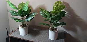 Review Image by Jade Jade