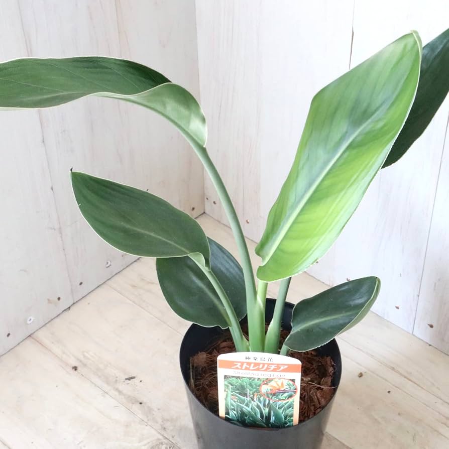 Amazon | ストレチア レギネ 観葉植物 鉢ごと | ノーブランド品