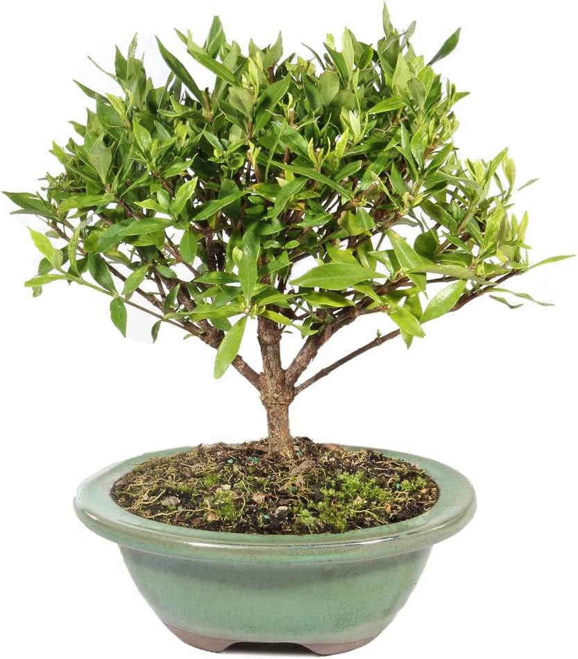 Brussel's Live Gardenia Outdoor Bonsai Tree - 4 Years Old; 6" to 8" Tall with Decorative Container - Not Sold in Arizona