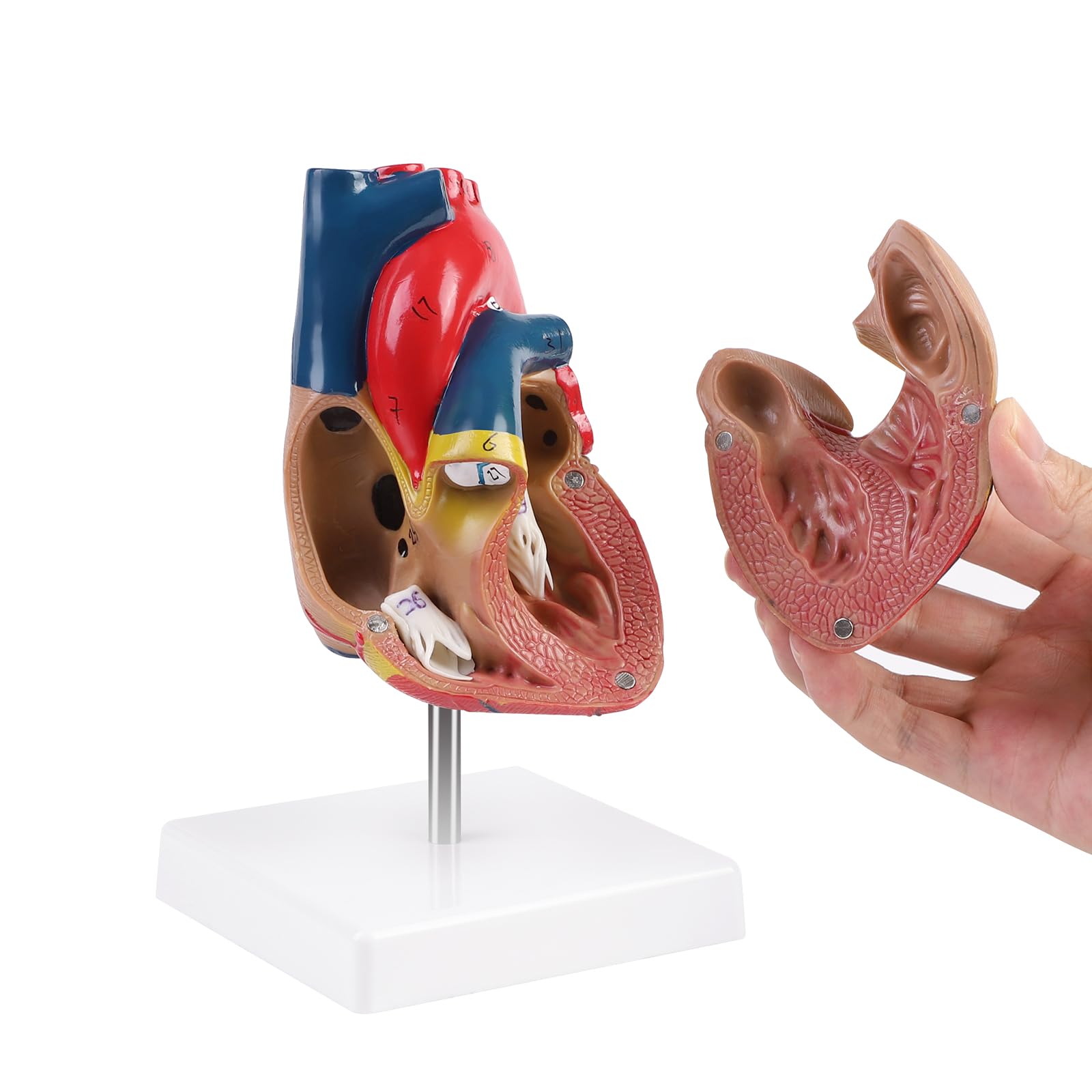 ERWEY Model ludzkiego serca do anatomii, replika 1:1 modelu serca naturalnej wielkości, z 34 oznaczeniami anatomicznymi i podstawą z PVC