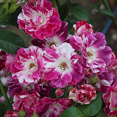 Buy Purple Splash Climbing Rose by Heirloom Roses - Multi-Colored ...