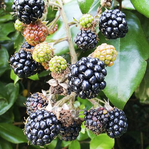 YouGarden BlackBerry 'Karaka Black', Established Plant in 3L Pot, Ready to Plant, Summer to Autumn Fruiting BlackBerry Plant, Large and Juicy Fruit