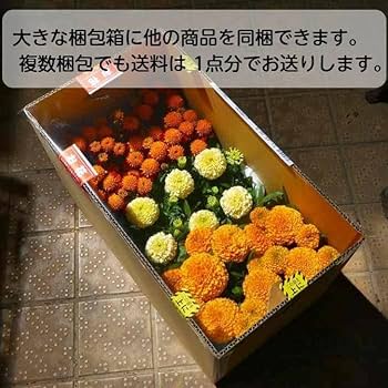 黄金真柏　斑入り　盆栽　５号陶器鉢つき　曲がり❗ 黄金真柏 斑入り 盆栽 5号陶器鉢つき 曲がり❗