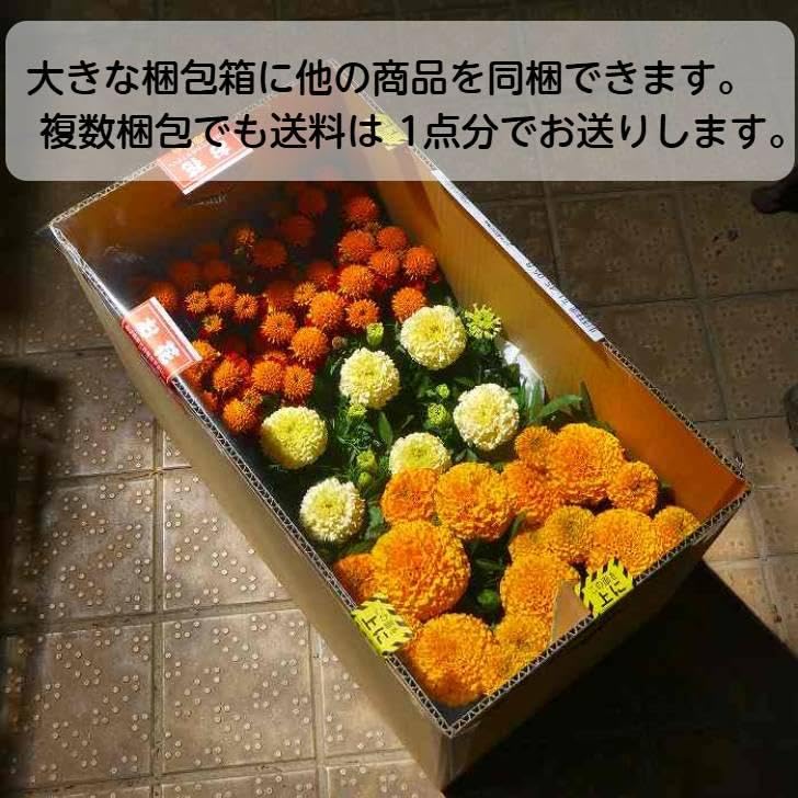 黄金真柏 斑入り 盆栽 5号陶器鉢つき 曲がり❗ Amazon | 苗：黄金