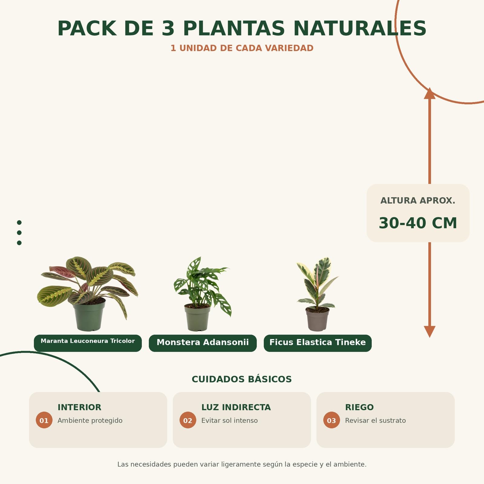 Pack 3 Plantas Naturales DECOALIVE: Regalo Vegetal