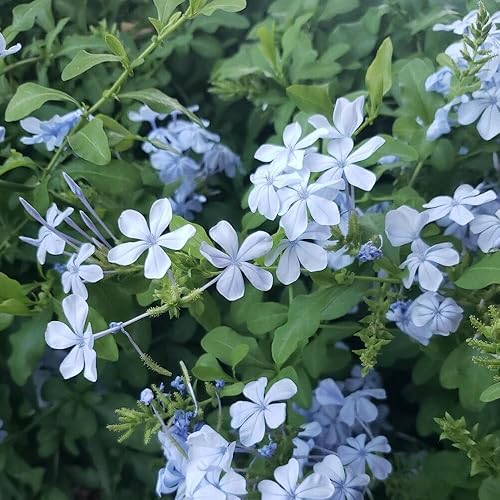 KVITER Flower California Blues 30 Seeds, Cape Plumbago Imperial Blue, Auriculata, semillas orgánicas frescas para plantar, semillas vivas para el
