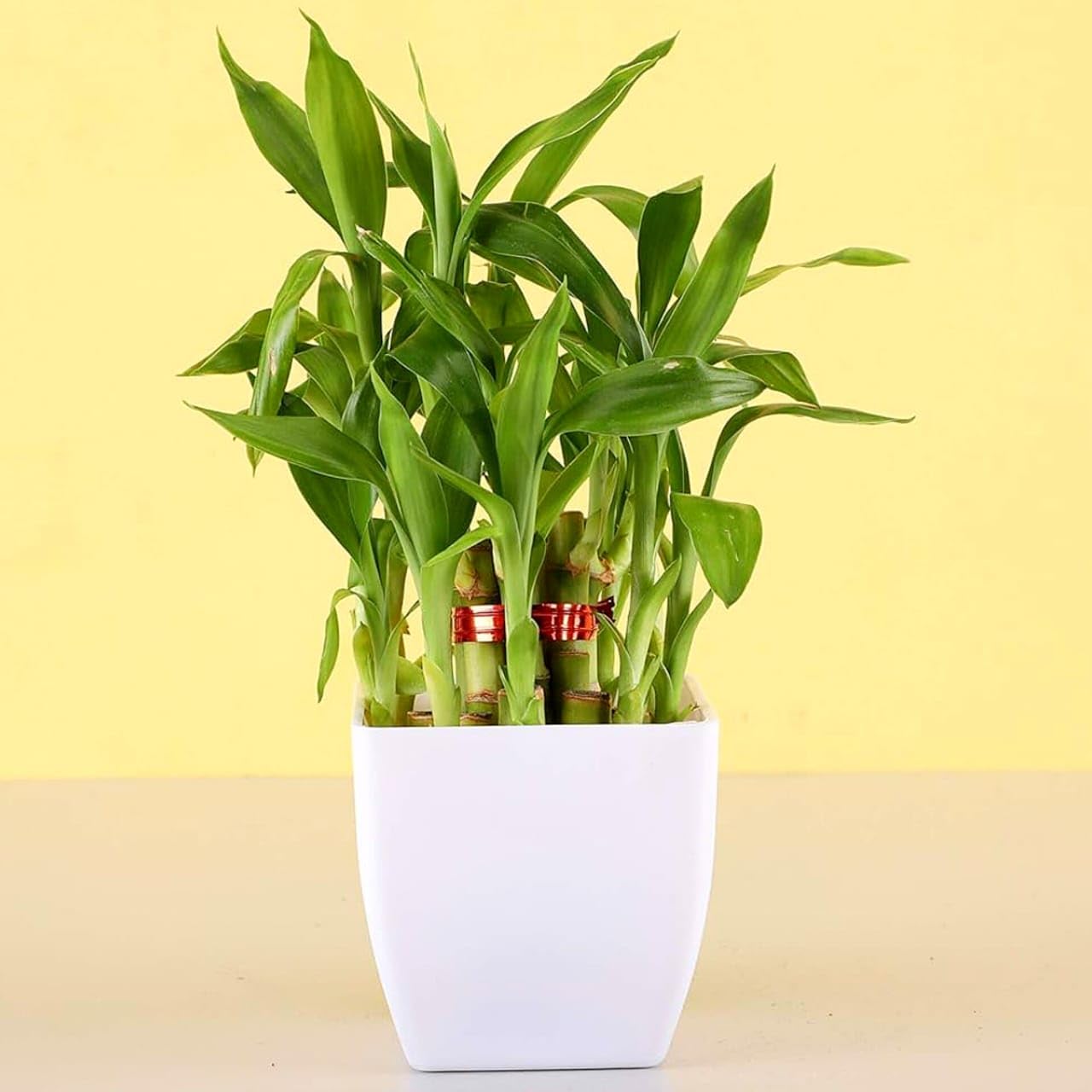 Live Lucky Bamboo | Bamboo Plants for home decoration | Indoor Plants for Home | Ideal for Living room, Balcony, Office desk & Kitchen | Lucky Vastu Plant (Pack of 1 with pot)-image-45