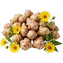 0.5 lb Jerusalem Artichokes Roots for Planting, Sunchoke Tubers Sunroots Yellow Fowers