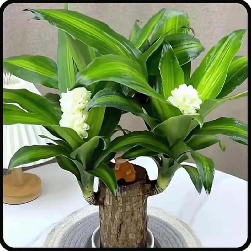 Draceana Warneckii Rooted Indoor Plant Stem Pack of 2, 4 to 5 inch for Home Office Decoration Original Brazilian Wood