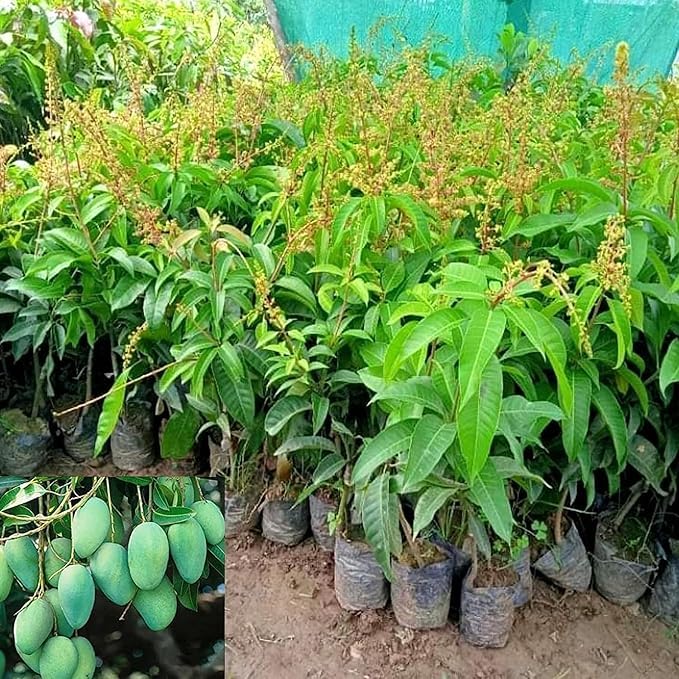 Image of Mallika Mango Grafted Hybrid Live Plant - 1.5 Ft. Mangoes Tree Ideal for Home Gardening Growing Small Spaces