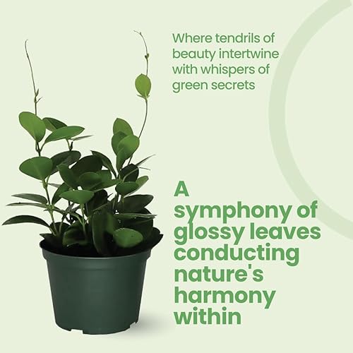 Miniatura 7 de American Plant Exchange Hoya Paquete de 3 plantas vivas, tres macetas de 4 pulgadas, plantas de interior purificadoras de aire seleccionadas a mano