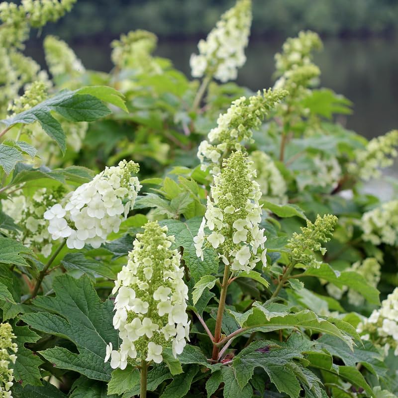 YOKEBOM Hydrangea Live Plant White