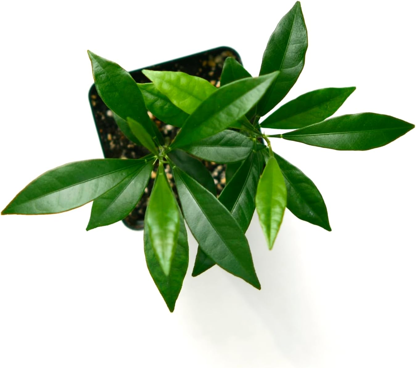Kumquat Tree - Pot of 2 Starter Plant. Fortunella Margarita. 3" - 5"
