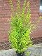 Goldliguster Ligustrum ovalifolium Aureum als Solitärpflanze