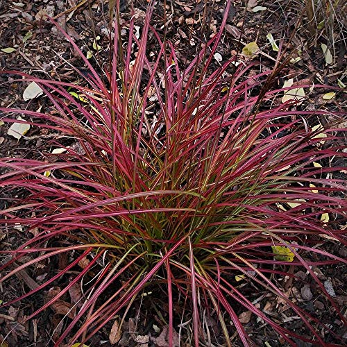 30+ MISCANTHUS Flame Grass Ornamental Grass/Hardy Perennial 30+ MISCANTHUS Flame Grass Ornamental Grass/Hardy Perennial