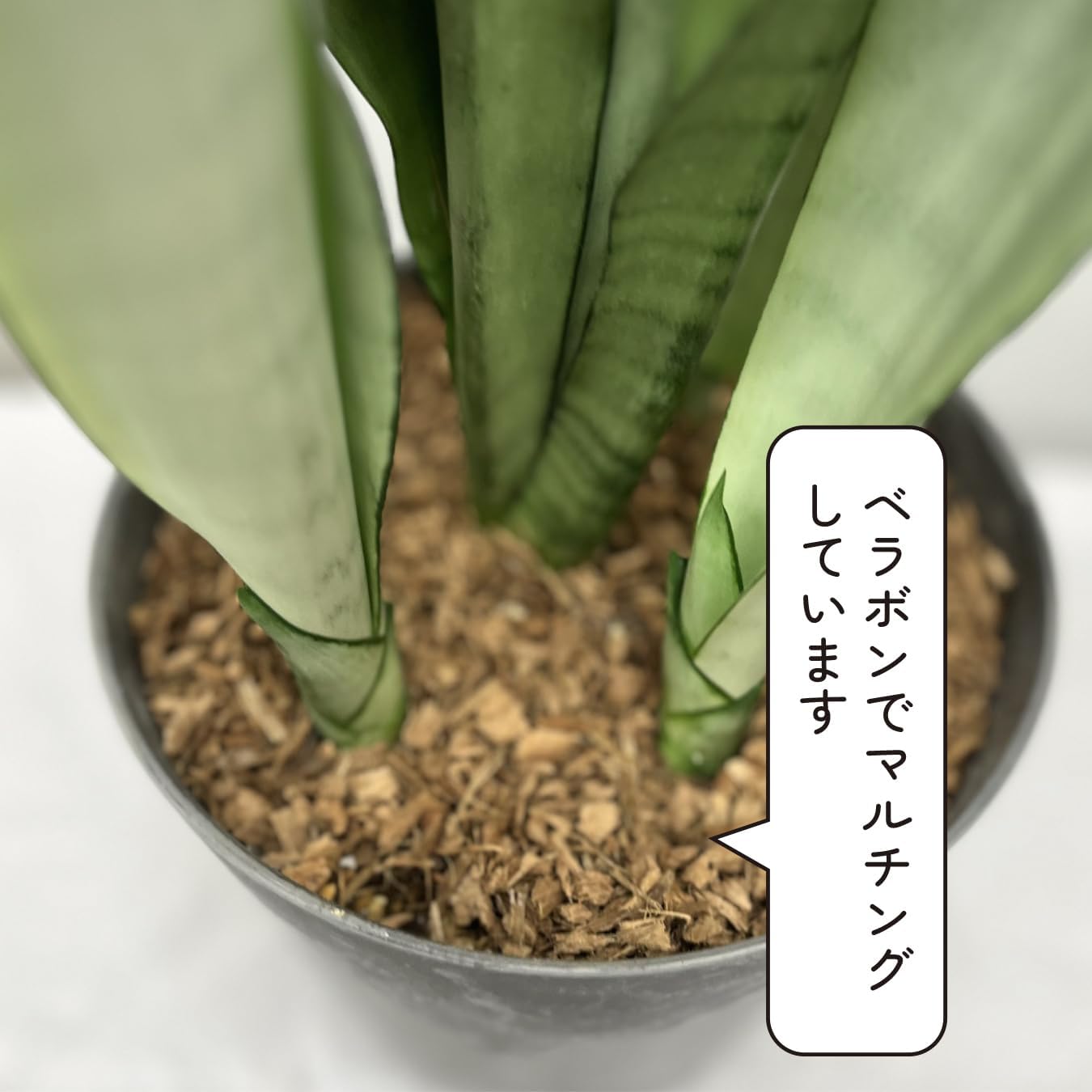 c106 王女の印 ニョロトノ 『藤田ことね』と『賀陽燐羽』のWセット