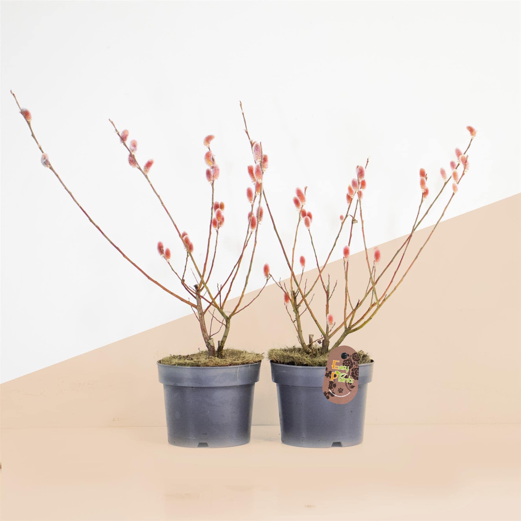 2 Salix Gracilistyla Mount ASO Japanese Pink Pussy Willow Trees Indoor Outdoor Garden Hardy Plant