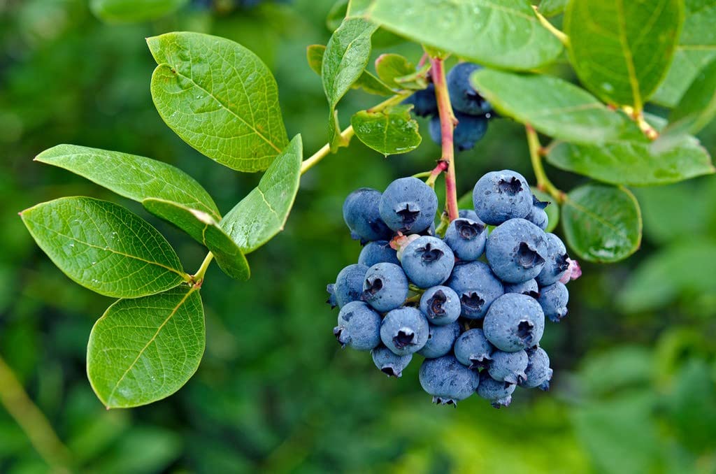 Creative Farmer Blueberry (Vaccinium Sect. Cyanococcus) Small Fruit Plants For Home Helathy Live (Healthy Live Plant) (B09SCPHJLP) Amazon Price History, Amazon Price Tracker