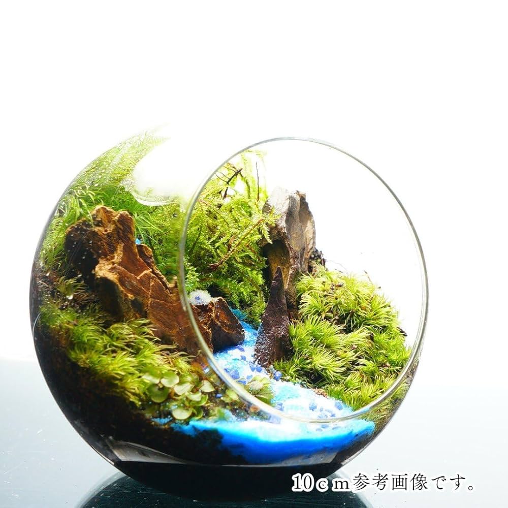 Amazon｜【苔庵介る】 苔テラリウム 完成品 16cm 斜口ボトル 青