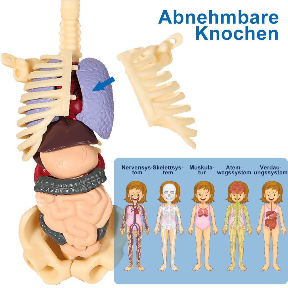 Modèle anatomique pour enfants, figurine anatomique, modèle de corps humain pour enfants, éducation préscolaire pour enfants, squelette humain avec muscles, modèle pour anatomie