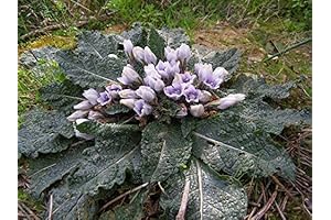 45pcs Mandrake Seeds for Your Mystical Gardening Adventure