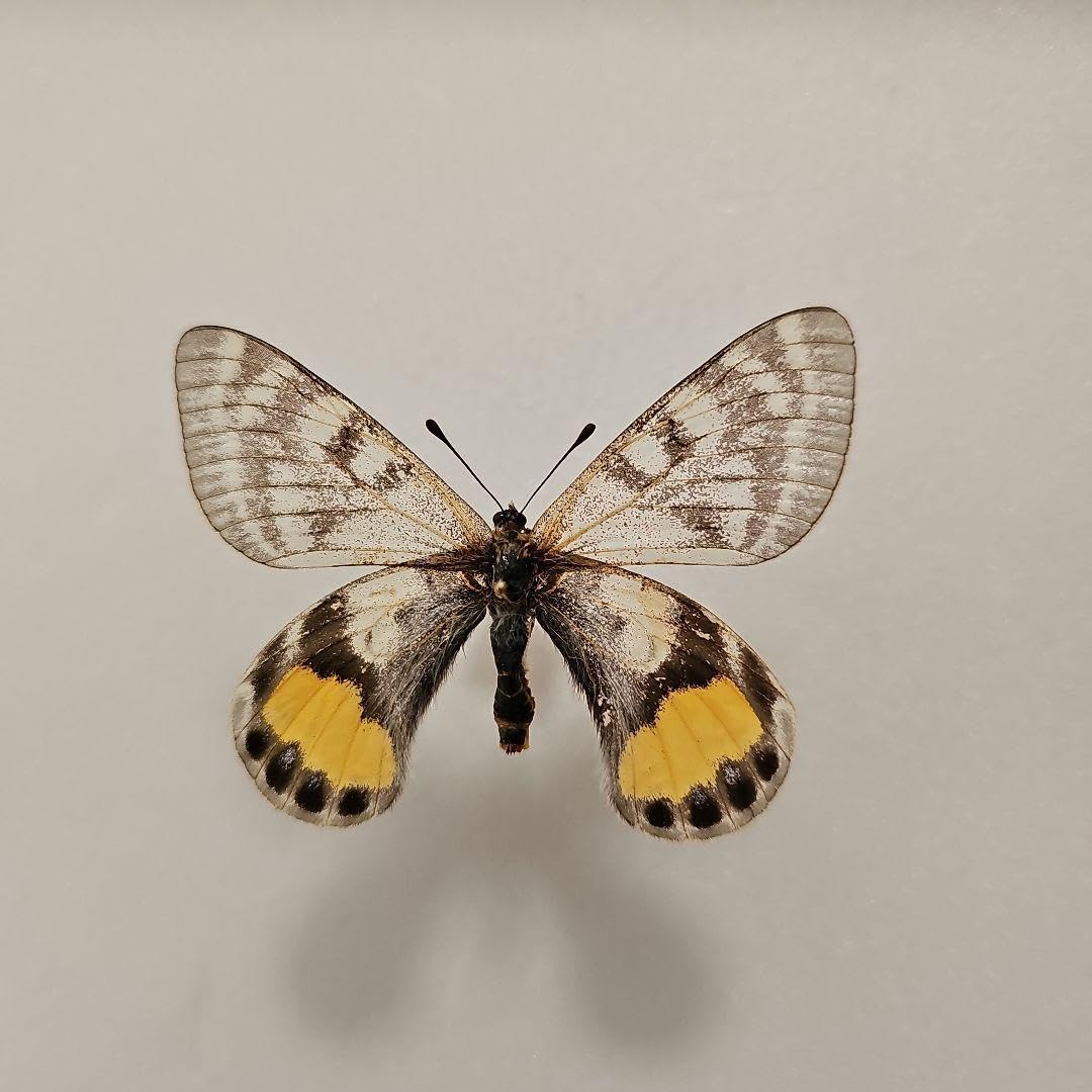 パルナシウス「3種」 【公式通販】