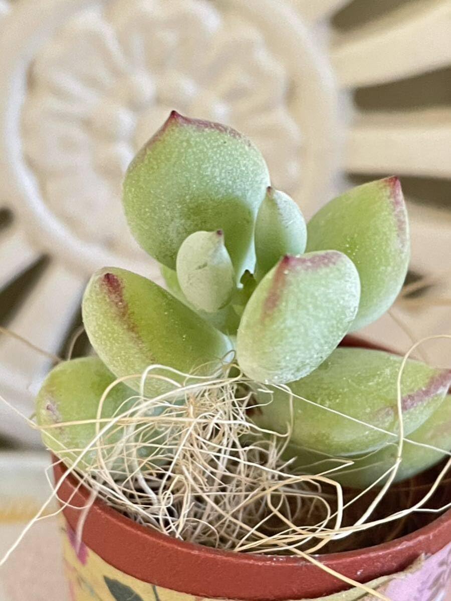 Amazon.co.jp: 多肉植物*可愛いペンデンス コチレドン＊カット苗  