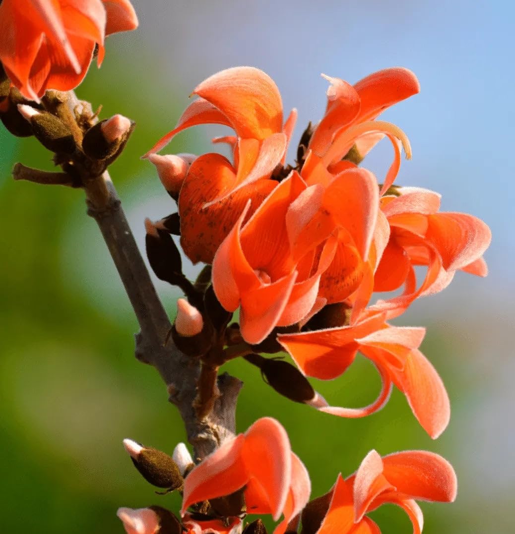 Palash flower plant hybrid live plant (Ayaan global plants) perfect for garden/Rooftop (B0CQMJTG5J) Amazon Price History, Amazon Price Tracker