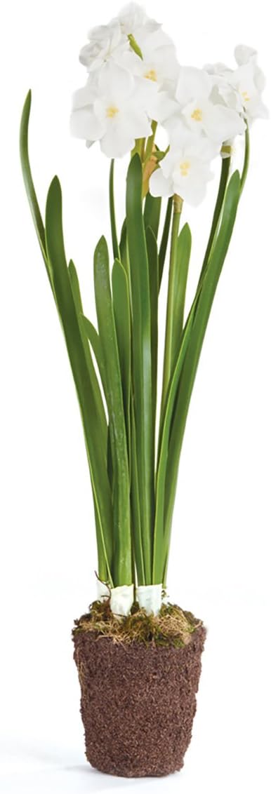 Napa Home & Garden Conservatory Paperwhite Drop-in 17-INCH