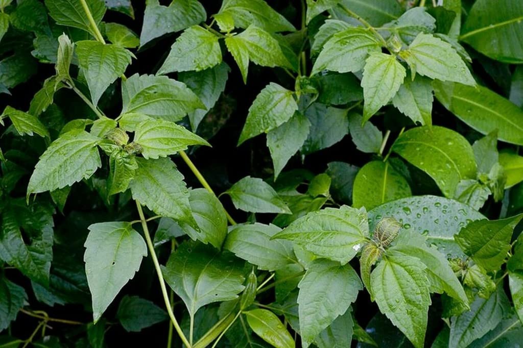 Creative Farmer Communist Pacha (Chromolaena Odorata) Siam Weed Out Door Plants Medicinal (Healthy Live Plant) (B09SCSK2F2) Amazon Price History, Amazon Price Tracker