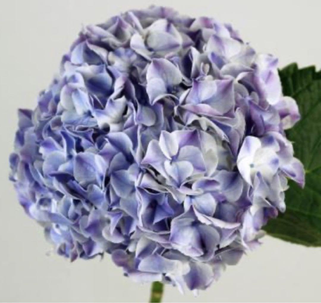 Amazon.co.jp: 輸入紫陽花??人気??お早めに??抜き苗 ネコポス発送 黒 