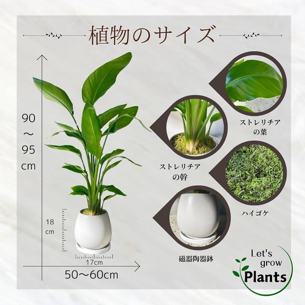 ストレリチア オーガスタ ファイバー鉢 お皿付き 観葉植物 ストレリチア・オーガスタ6号(白角陶器鉢・受け皿付き