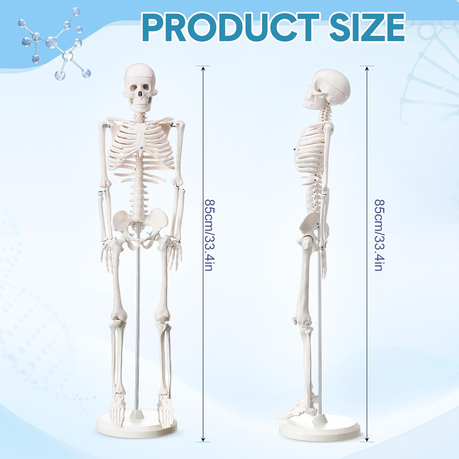 Briwooody Human Skeleton Model for Anatomy 33.4'' Model Half Size Human Skeleton with Base Movable Arms and Legs for Students and Teachers