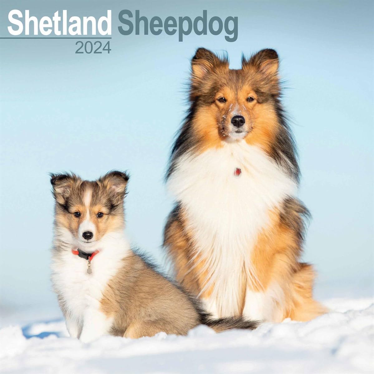 Shetland Sheepdog Calendar 2024 | Square Dog Breed Wall Calendar - 16 Month