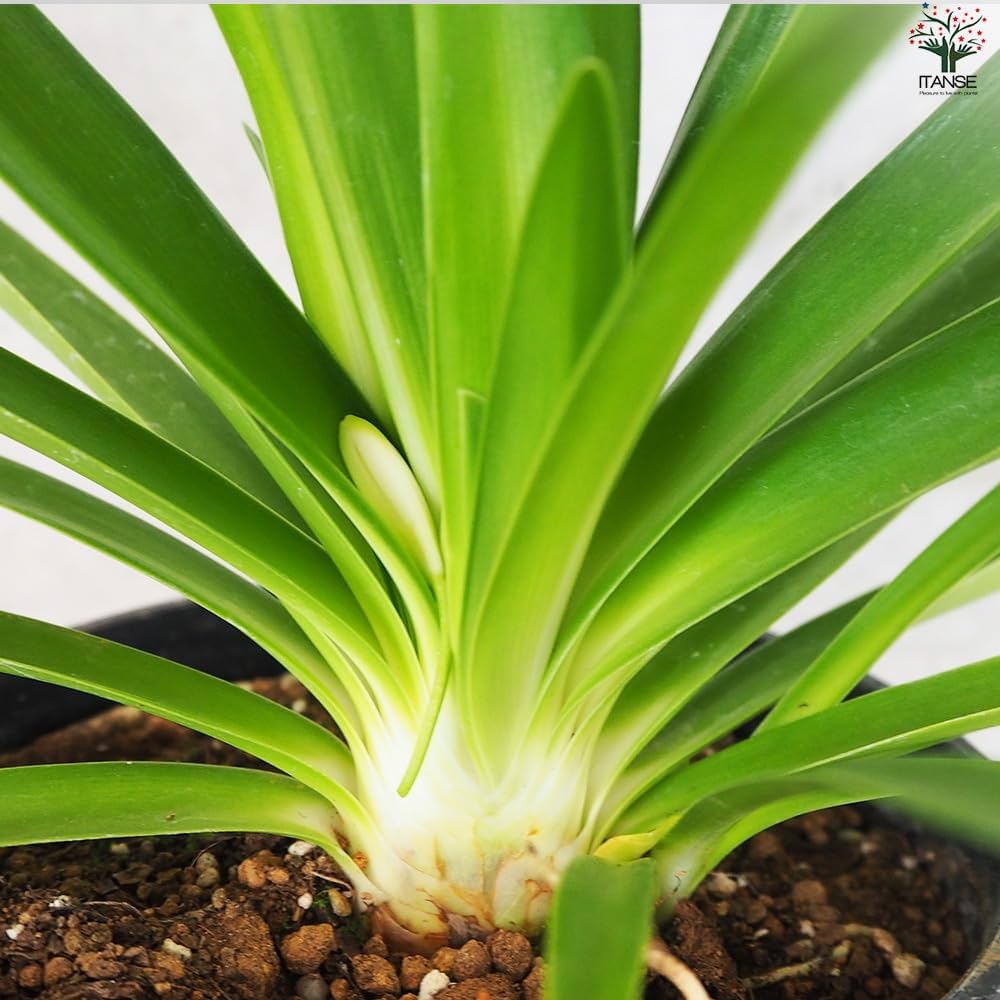 Amazon.co.jp: アガパンサス エニグマ 5号鉢 1個売り【品種で選べる