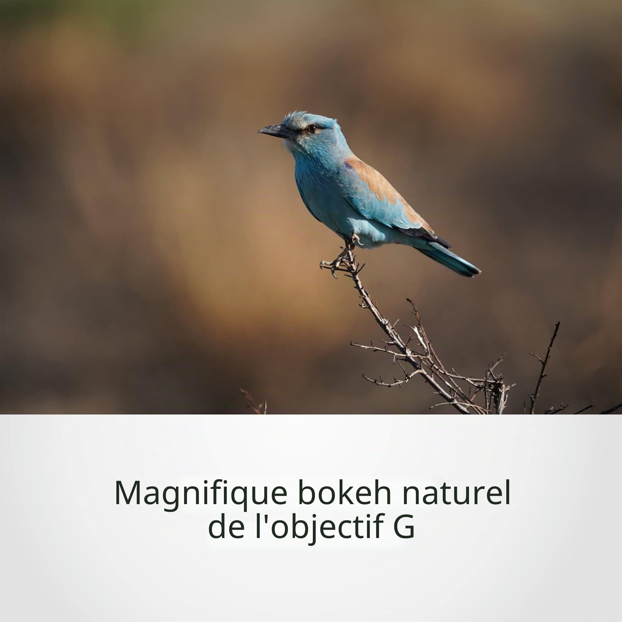 Sony SEL200600G – 200-600 mm F5.6-6.3 G télézoom pour plein format et APS-C (grande portée, monture E, idéal pour le sport et la faune, compatible avec la série A7, ZV-E10, A6400, A6700)