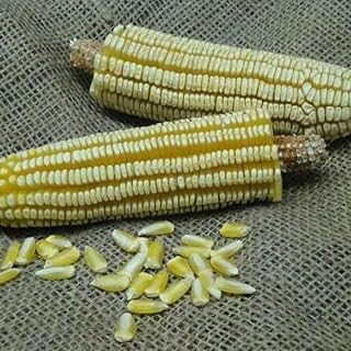 Generic pencil cob corn seeds image