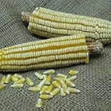 Generic Pencil Cob Corn Seeds- 1/4 lb., Yellow