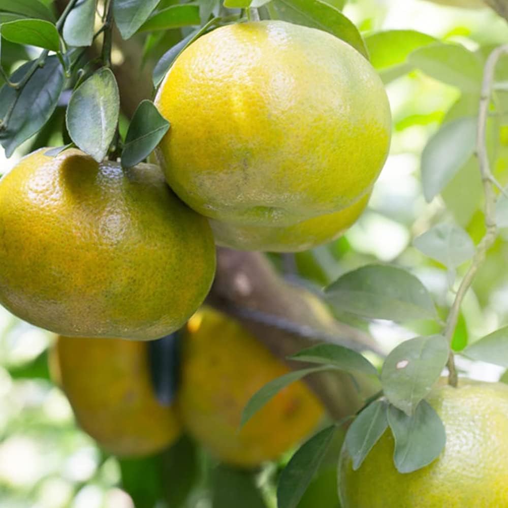 由良早生蜜柑苗木 特大株 果樹 極早生みかんの大苗 ゆら早生 2年生