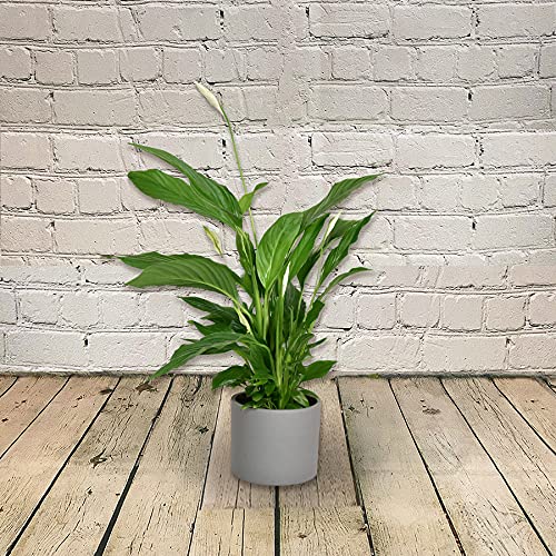 Spathiphyllum 'Peace Lily' Large House Plant - Live Indoor House Potted Tree Perfect for Office, Home, Bedroom, Kitchen and Living Room, Delivered Next Day Prime - Image 3