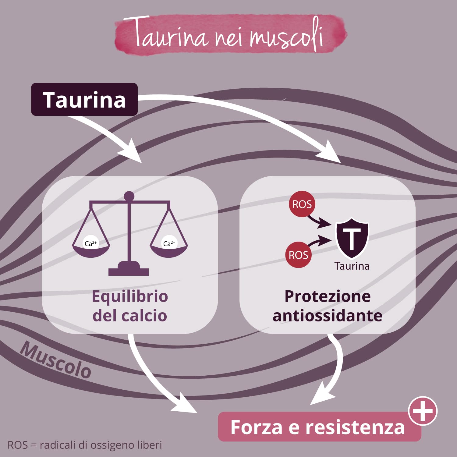 Taurina in Polvere | 1 Kg | 3000 mg per Dose Giornaliera | Integratori Sport Pre e Post Workout | Energizzante Altamente Dosato | Vegan | Senza Additivi | Vegavero®
